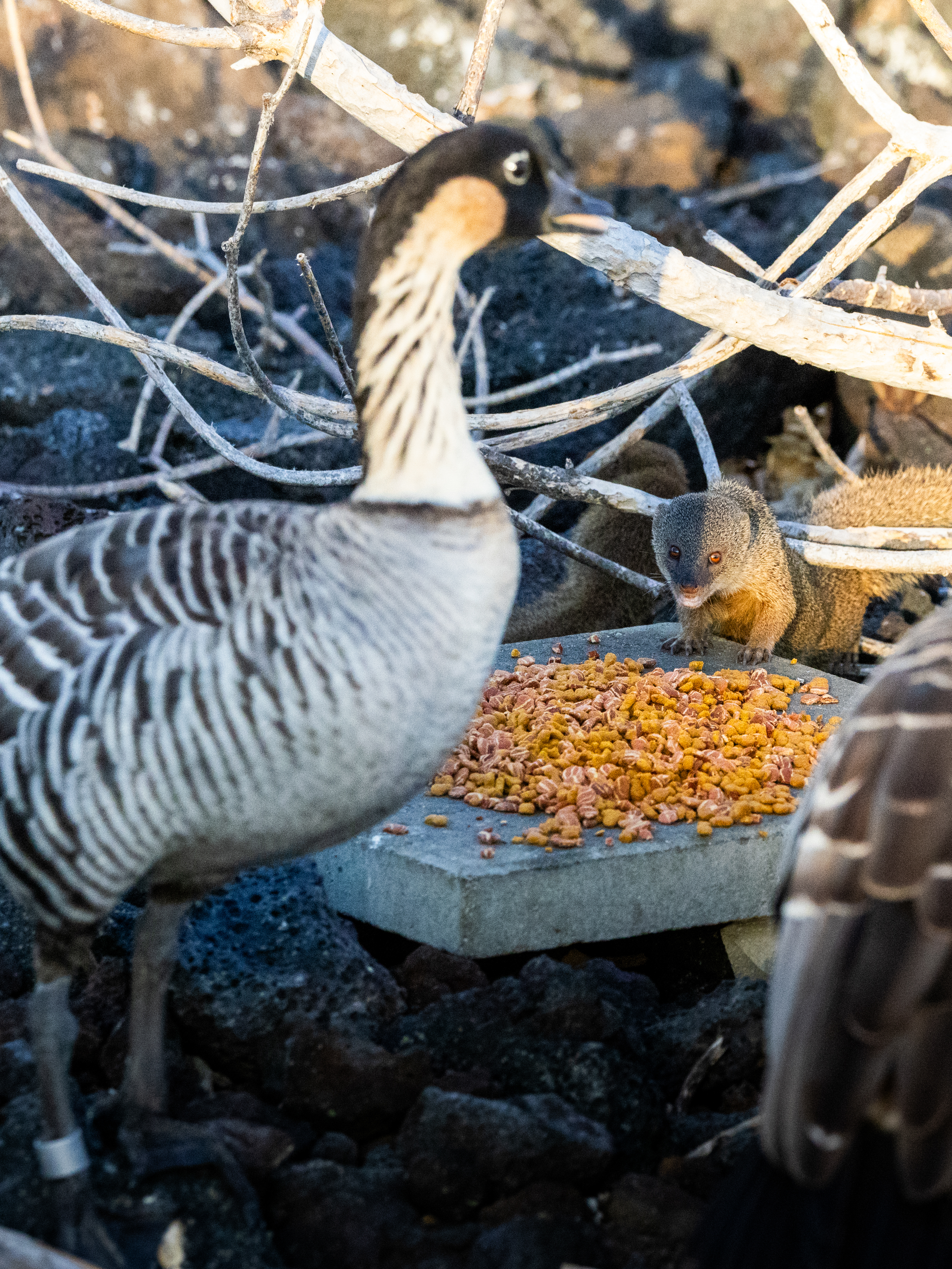 Multiple species attracted to cat feeding station including mongoose
